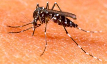 Gobierno dominicano refuerza medidas contra el dengue
