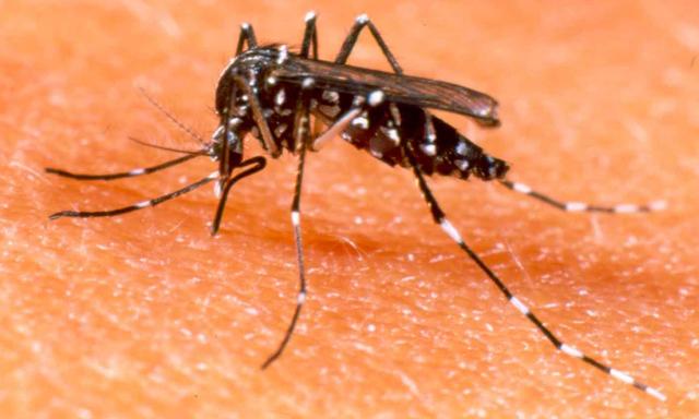 Alerta sobre dengue en la República Dominicana