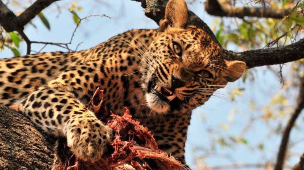 El leopardo, cazador de África