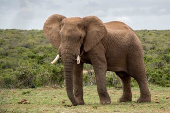 ¿Están envenenando a los elefantes en África?