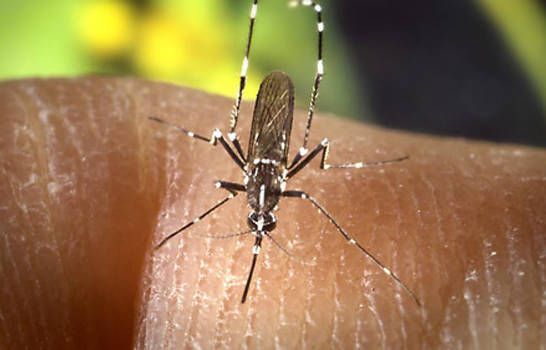 El dengue amenaza a RD