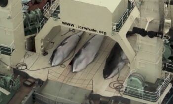 ¡Increíble! Japón reanuda la caza comercial de ballenas