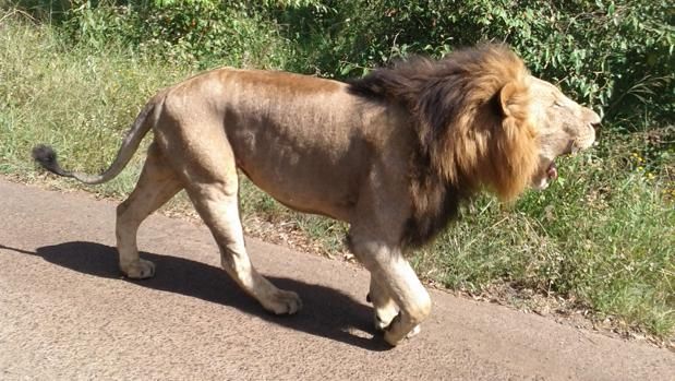 Un león escapa de un Parque Nacional y se come a un hombre