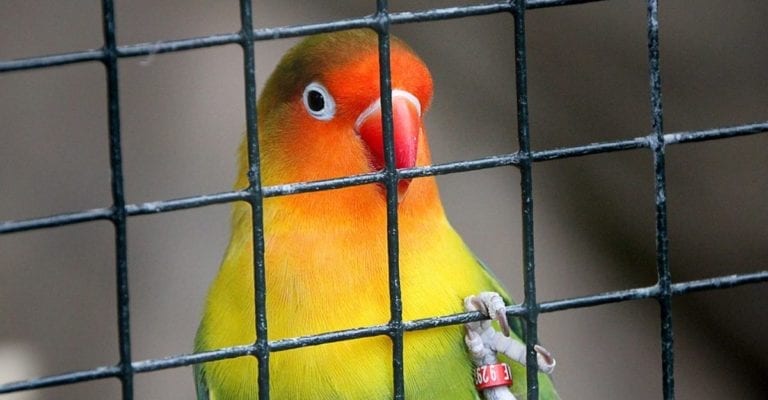 VIDEO: Hombre libera aves que tenía en cautiverio y les pide perdón