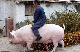Hallan otra amenaza de pandemia en China relacionada con los cerdos