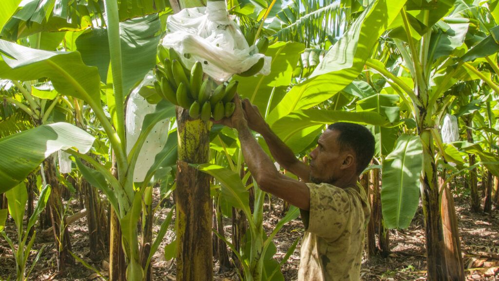 Alza de los precios del plátano podría ser por diferentes factores productivos y medioambientales