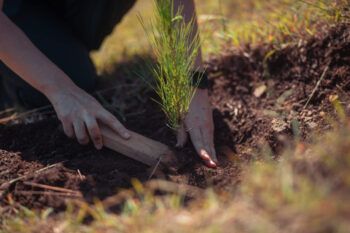 Empleados del Banco Popular siembran 22,400 árboles en Plan Sierra