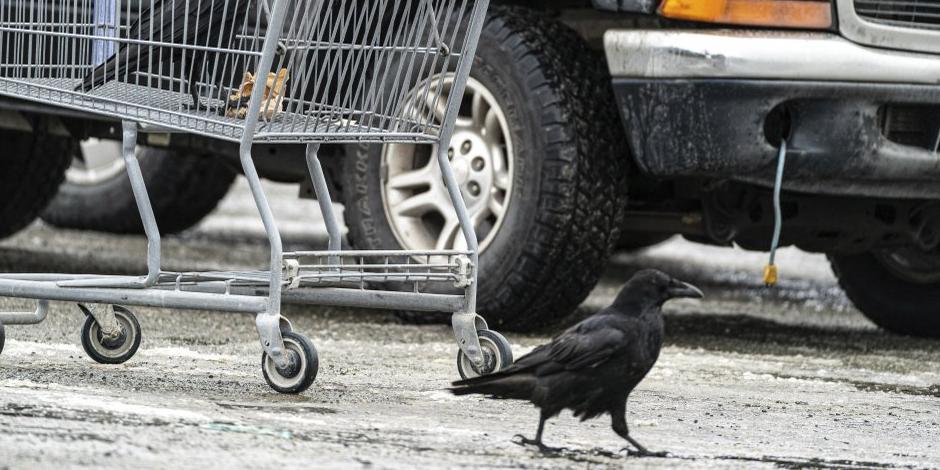 Cría cuervos y te robaran la compra del super mercado