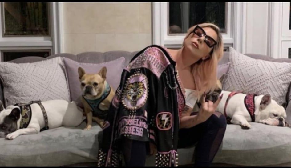 Mujer gana 500,000 dólares por encontrar los perros de Lady Gaga