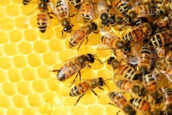 El veneno de abeja mata las células de cáncer de mama  en una hora