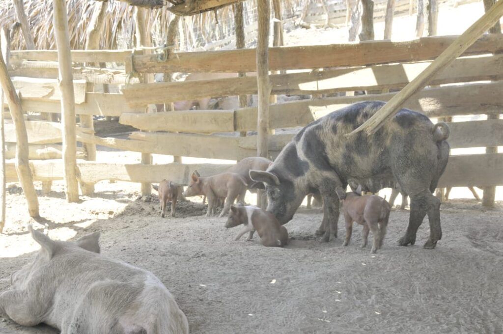 Ministerio de Agricultura interviene más de dos mil criaderos de cerdos de traspatio 