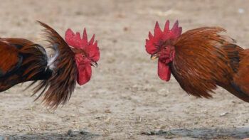 Pelea de gallos deja dos muertos y tres heridos en Estados Unidos