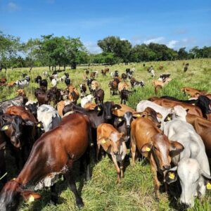 La ganadería de leche dominicana mueve cerca de RD$18,000 millones cada año