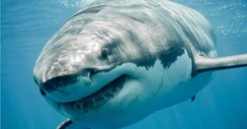 Un tiburón blanco le arranca la cabeza a un buzo en la costa mexicana