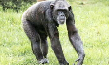 Matan en Colombia a dos Chimpancés fugados de un Zoológico