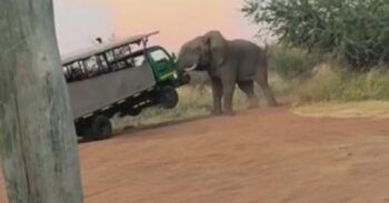 Elefante ataca un auto lleno de turistas