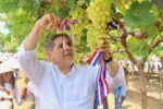 Empieza en Baní cosecha de uvas de mesa de alto valor genético en RD