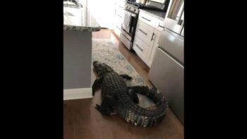 Encuentra un caimán de casi ocho pies en su cocina
