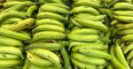 El precio del plátano podría alcanzar los RD$50 por unidad