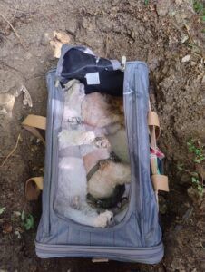 Denuncian envenenamiento de perros captado en cámaras