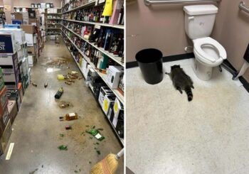 Un mapache se emborracha en una tienda de licores