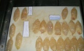 Muere «mula» al explotársele droga en vías digestivas