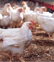 Pollos son tratados para evitar enfermedad