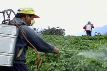 La DGII exonera pago de impuestos a sector agropecuario
