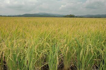 Fenarroz: solicitó  desembolso de RD$350 millones para sustentar la segunda cosecha