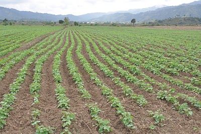 Agricultura asegura un aumento en la productividad en sector habichuelas