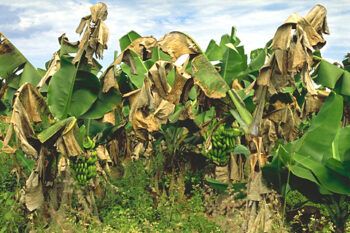 Agricultura realiza en Mao simulacro para la detección de plaga cultivo del banano