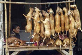 Carne de perro es un manjar para muchos surcoreanos