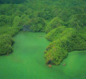 República Dominicana tiene un 42.8 % de cobertura forestal