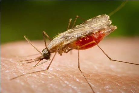 Ministerio de Salud convoca a jornada de eliminación de criaderos de mosquitos