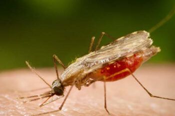 RD entre países con crecimiento de malaria en el mundo