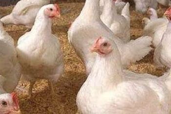 Potencial contaminación de pollo con caucho en EE.UU., según USDA