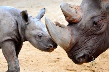 La caza furtiva acabó con 633 rinocerontes en Sudáfrica en lo que va de año