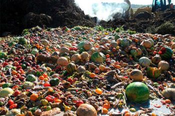 La lucha contra la pérdida de alimentos, el reto del Día del Medioambiente