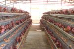 Regalan gallinas en Dajabón