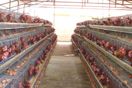 Regalan gallinas en Dajabón