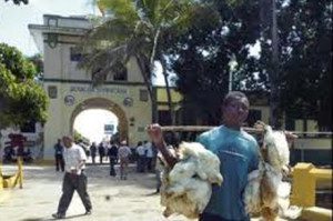 Haitiano con pollos 12