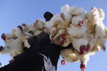 Haití prohíbe importación de aves desde RD por gripe aviar