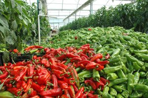 Productos agricolas 11-6-13