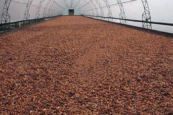 República Dominicana participa en foro regional del Cacao