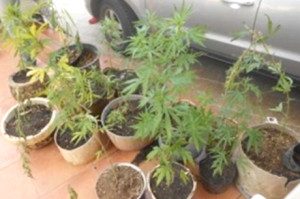 Marihuana decomisada 24