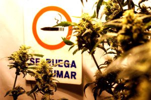 Marihuana legalizar 2