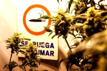 Incertidumbre marca legalización de marihuana a horas de votación en Uruguay