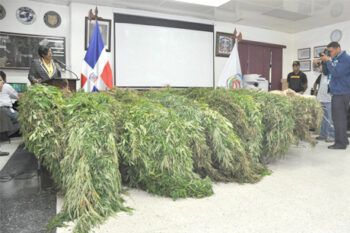 DNCD identifica propietario de finca de plantación marihuana