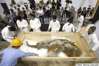 Japón exhibe por primera vez al mamut «Yuka», un «milagro surgido del hielo»