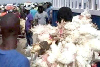 Danilo recibe documento podría levantar veda de Haití a pollos y huevos